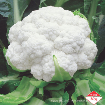 CF37 Xueguan 100 days f1 hybrid white cauliflower seeds for planting